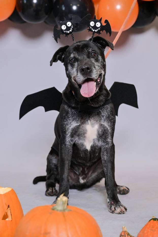 Sklonište u Dumovcu poziva na posebno jesensko udomljavanje pasa i mačaka