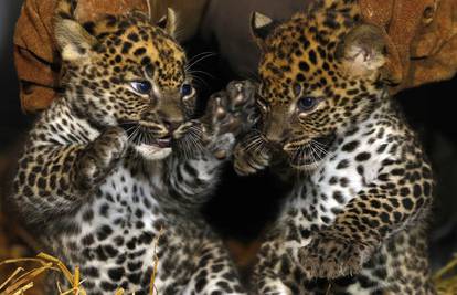 Bebe leoparda uskoro će navršiti dva mjeseca 