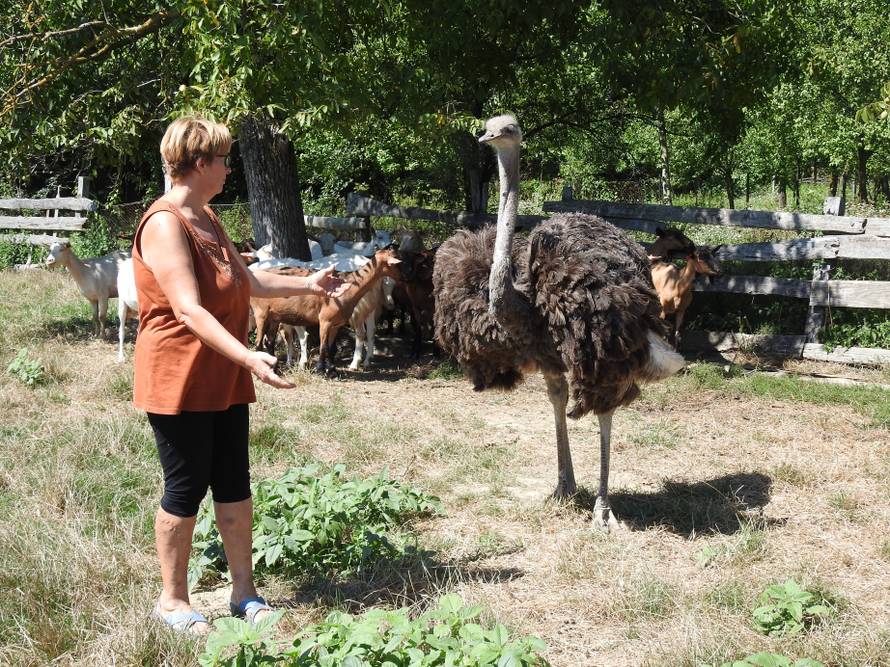 Kad si među kozama, onda se ponašaj kao da si i ti koza...