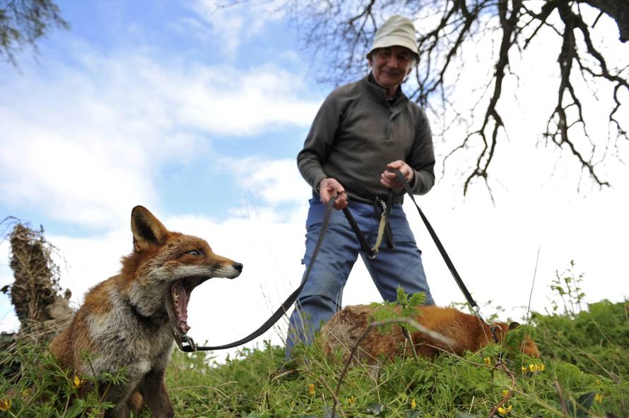Patsy Gibbons takes his rescue foxes Grainne and Minnie for a walk in Kilkenny