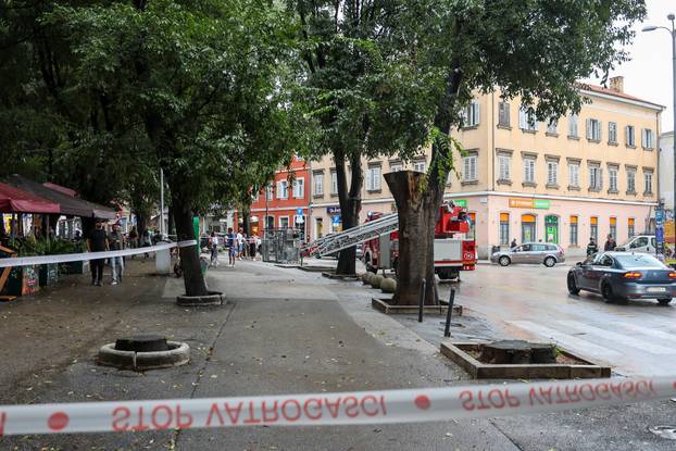 Pula: Srušeno napuklo stablo na Giardinima 