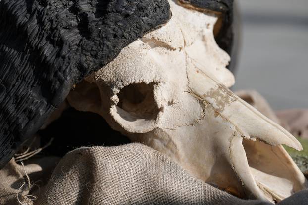 Egzotični vikend u Zoološkom vrtu u Zagrebu: Upoznajte raznoliki životinjski svijet Afrike