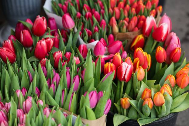 Zagreb: Bogat izbor cvijeća i cvjetnih aranžmana povodom Valentinova