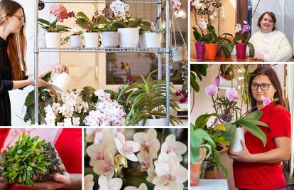 Naše zaljubljenice u orhideje imaju i do 130 primjeraka: 'Samo zalijevanje traje 8 sati'