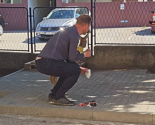 GALERIJA Psi izgrizli srnu u Zadru, veterinari su je zbrinuli: Možda će trebati na operaciju