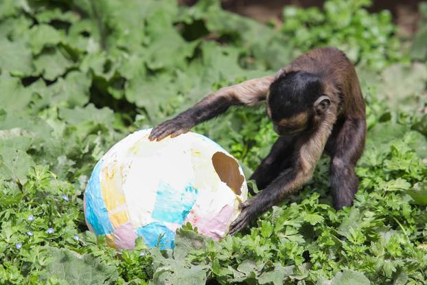 Zagreb: Tradicionalna podjela pisanica životinjama u Zoološkom vrtu Grada Zagreba