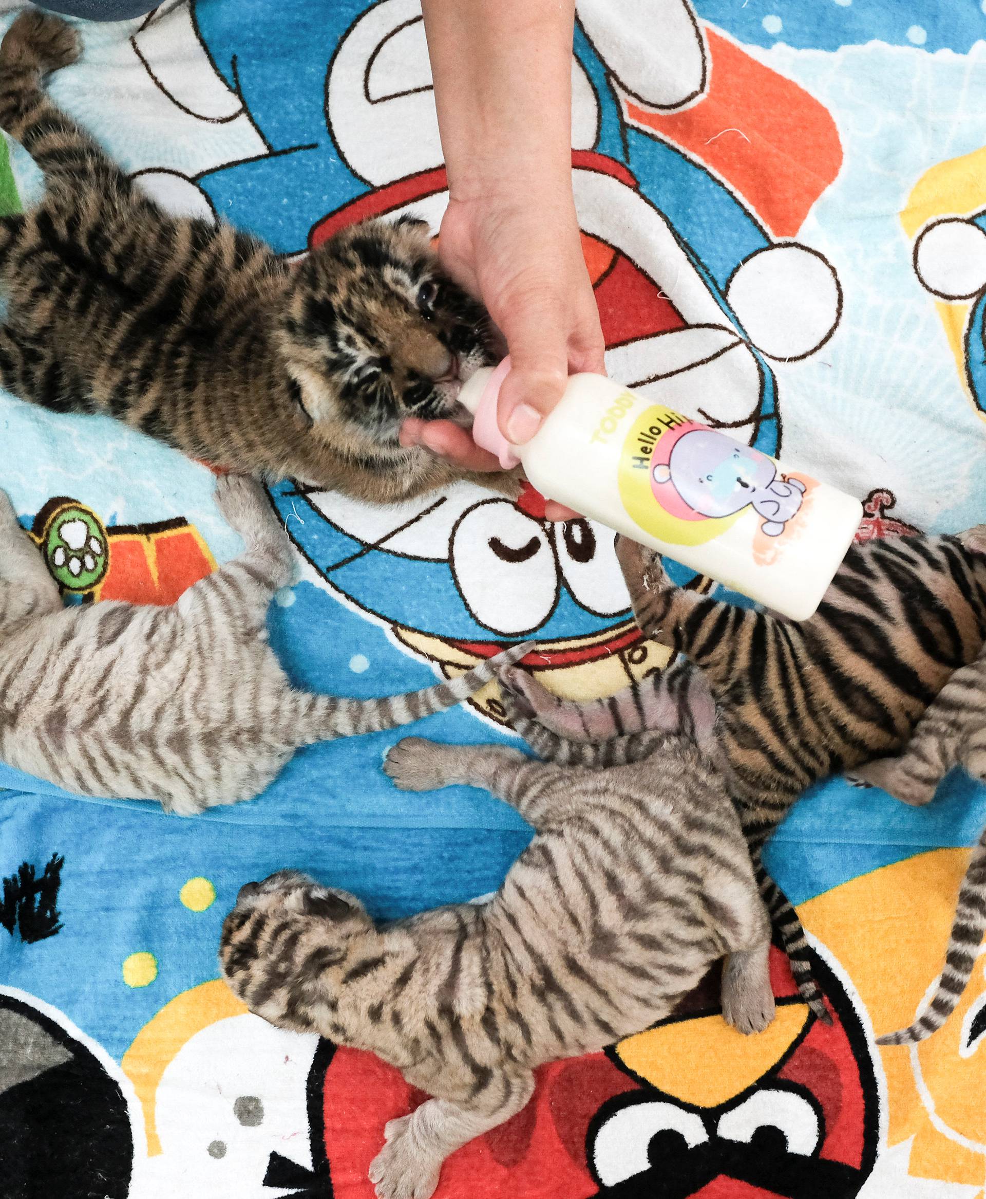 A zoo worker feeds milk to tiger cubs born on the first day of the Lunar New Year and Year of the Rooster at Sriracha Tiger Zoo in Chonburi province