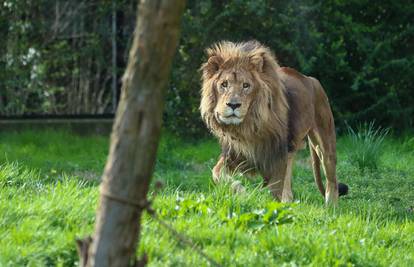 Tuga u zagrebačkom ZOO-u:  'Napustio nas je naš lav Leo'