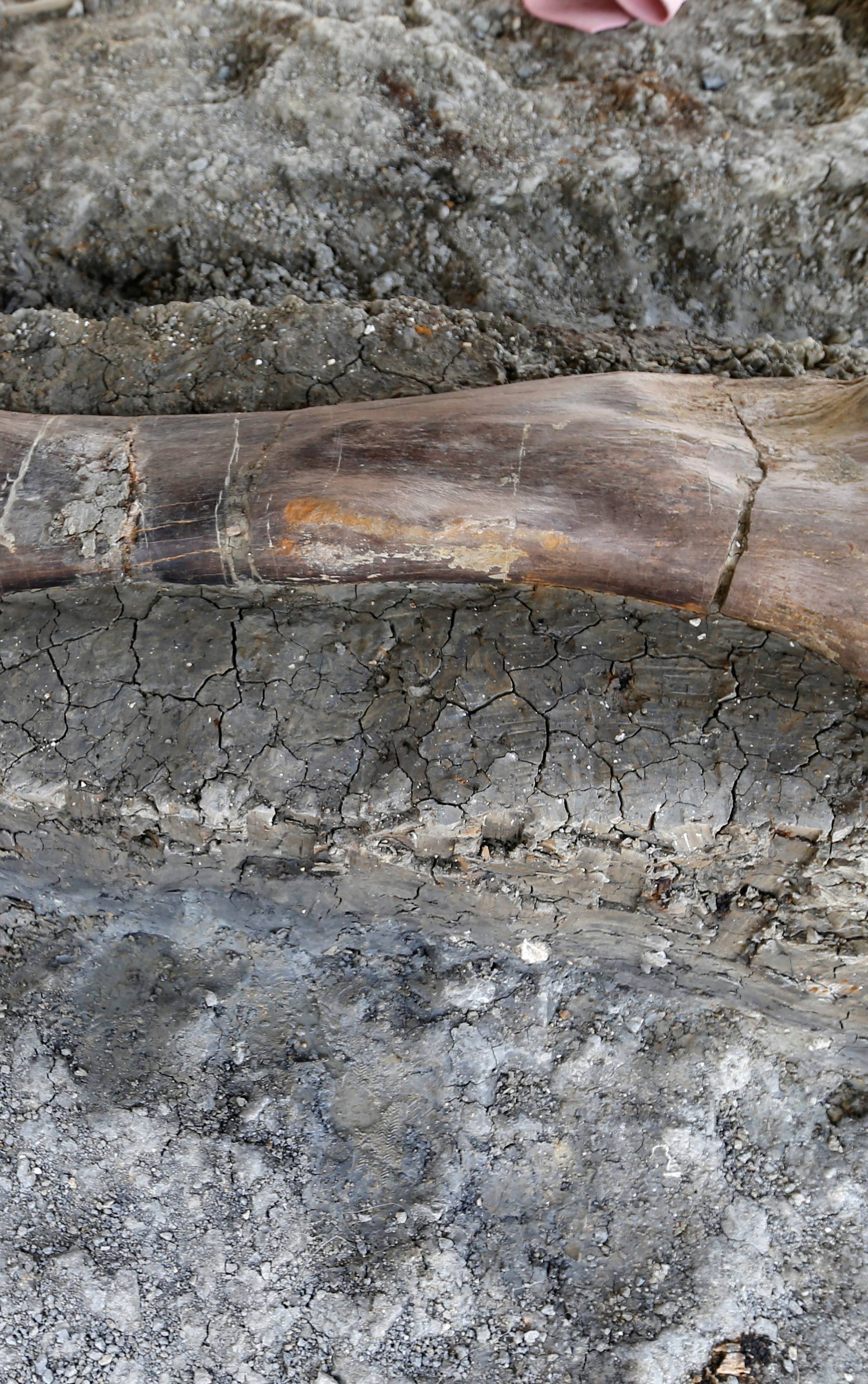 Pronašli iznimno očuvanu kost dinosaura: 'To je veliko otkriće'