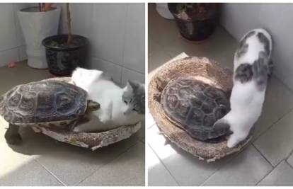 Bitka za krevetić: Kornjača je pokazala mački tko je gazda