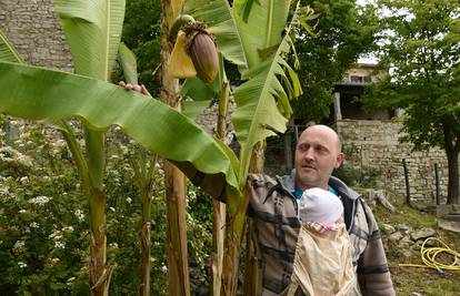 Čeka plodove: Kad se najmanje nadaš, u vrtu ti narastu banane