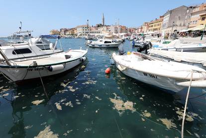 FOTO Na Mljetu je temperatura mora bila čak 30°C, u Rovinju cvjetanje mora otjeralo kupače