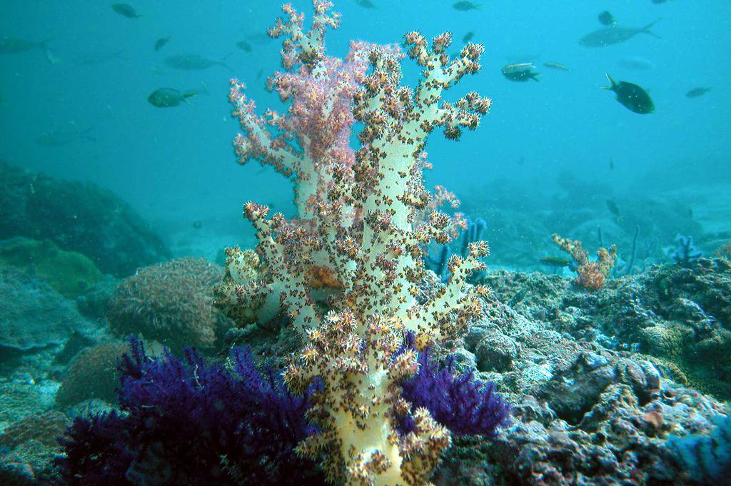 Mnoge koraljne vrste mogle bi izumrijeti u sljedećih 50 godina 