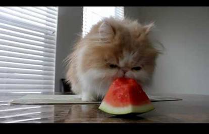 Ljubitelji slasnog voća: Mačka i prijatelj pas vole lubenicu 