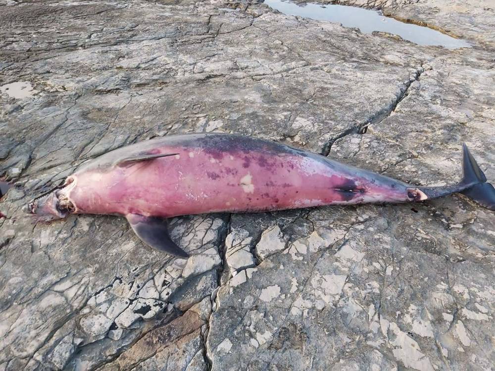 Puljani naletjeli na izbodenog delfina:  'Ležao je u lokvi krvi'
