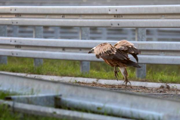 Bjeloglavi sup sletio na autocestu između čvorova Buzin i Odra