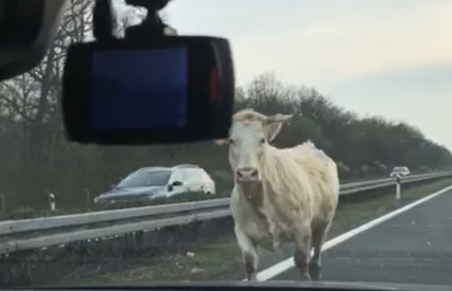 Krave blokirale autocestu: Nisu se htjele maknuti policajcima