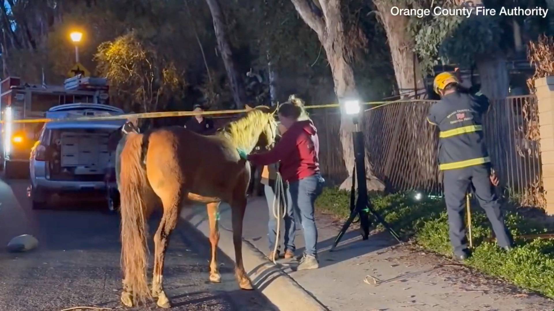 Horse rescued from trench by team of firefighters and veterinarian staff