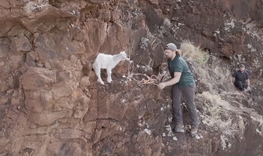 VIDEO Jare zapelo na opasnoj litici, planinari ga nisu htjeli ostaviti: Mamili ga jabukama