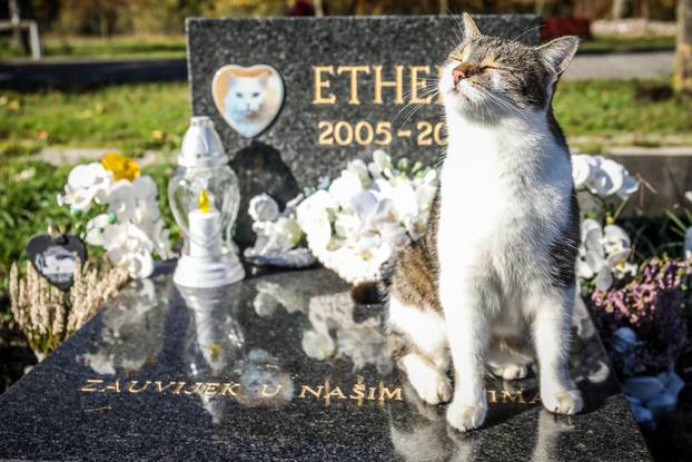 Zagreb: Groblje kućnih ljubimaca u Dumovcu obišao je jedino jedan mačak