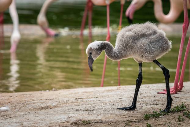 Portrait of a young Greater Flamingo in a zoo