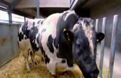 Super krava gotovo je dvostruko veća od običnih