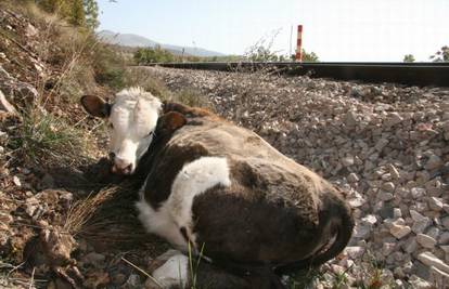 Nagibni vlak kraj Gračaca naletio na krave na pruzi