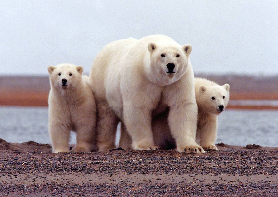 FILE PHOTO: File photo of a polar bear keeping close to her young along the Beaufort Sea coast in the Arctic National Wildlife Refuge
