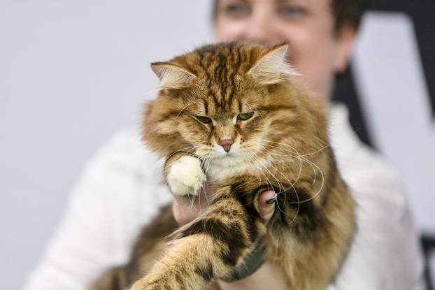 Zagreb: Međunarodna izložba mačaka WCF Cat Olimpia 2025