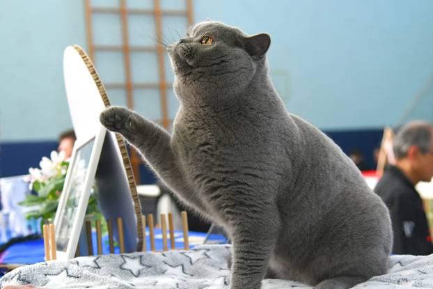 Bjelovar: Međunarodna izložba pasminskih mačaka u organizaciji Saveza felinoloških društava Hrvatske