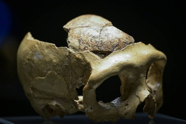 Zagreb: Otvorenje izložbe Lubanja C u Prirodoslovnom muzeju