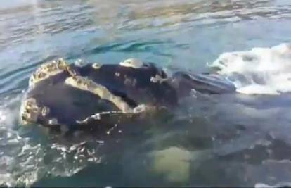 Ribari u šoku: Ovaj susret s kitom pamtit će cijeli život