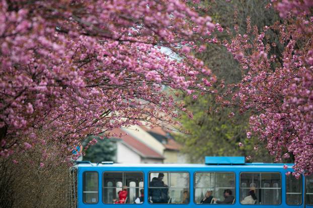 24sata Zagreb: Japanske trešnje u Ulici Bogoslava Šuleka