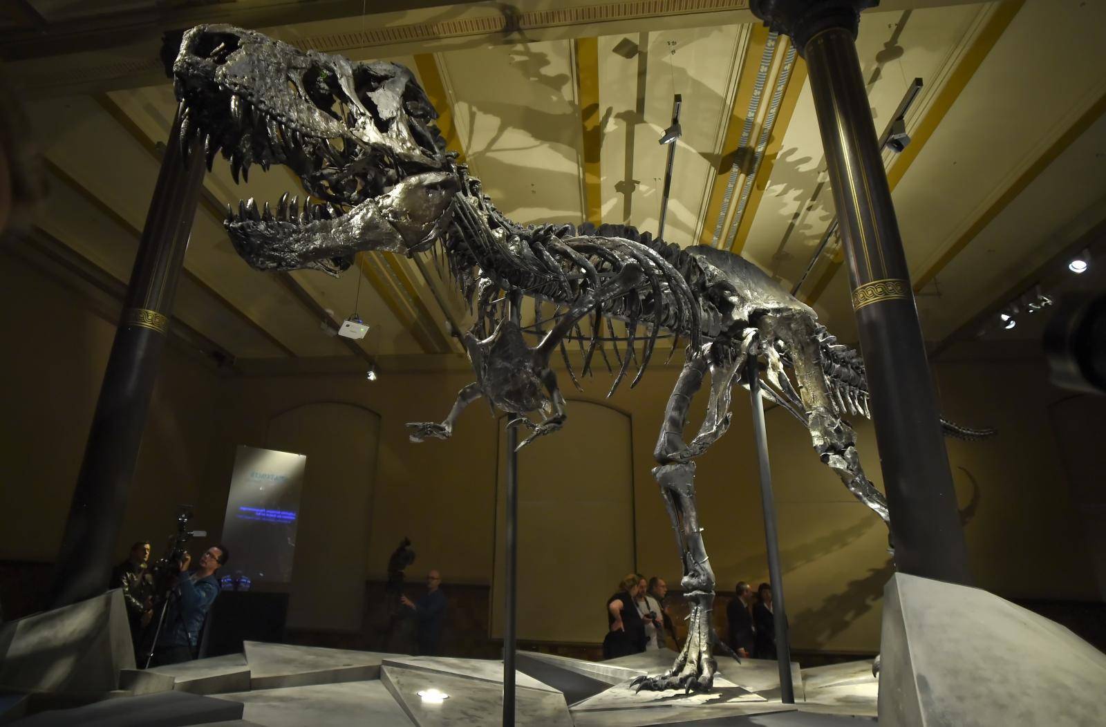 Tyrannosaurus Rex 'Tristan Otto' on show in Berlin