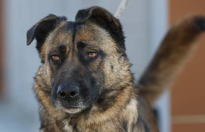 FOTO Dobrica Stela traži novi dom: Obožava šetnje i pse