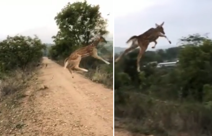 VIDEO Čekaj, ovo je Air Bambi! Leteći jelen šokirao prolaznike