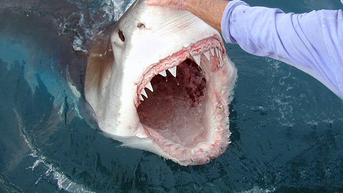 morski pas morskog psa za preglede bolova u zglobovima)