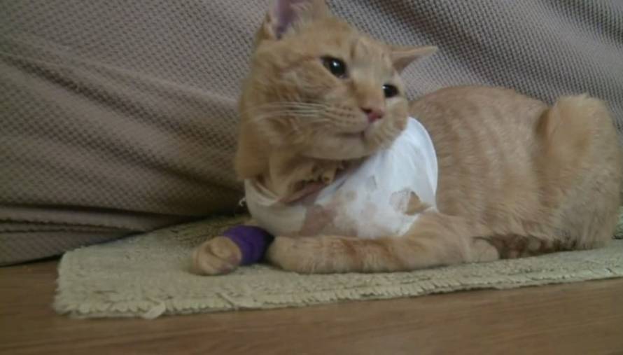 Screeshot/YouTube/Wish-TV