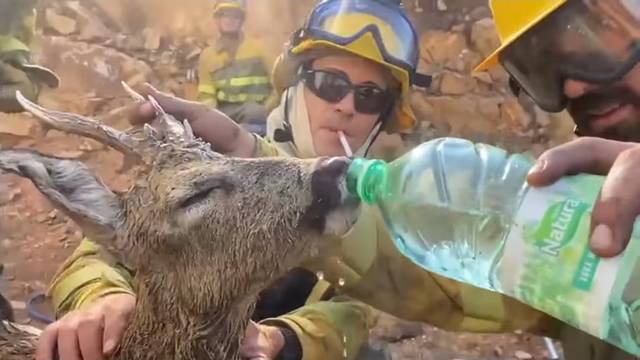 VIDEO Španjolski vatrogasci spasili srndaća iz požara: Dali su mu vode, pio im je iz ruke