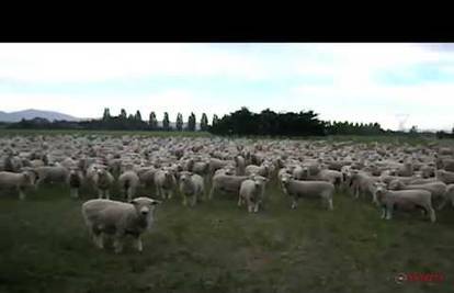 I ovce prosvjeduju: Do proljeća promijenite cijene vune!