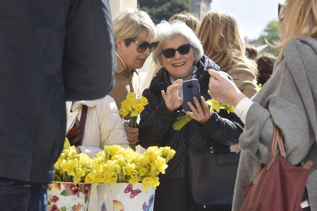 Šibenik: Liga protiv raka Šibenik obilježava Dan narcisa