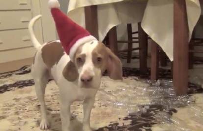 On je stvarno sretan pas: Za Božić dobio najbolji pseći dar!