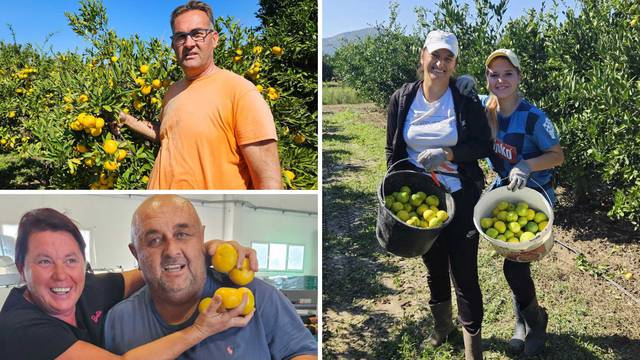 Bili smo na berbi mandarina u dolini Neretve: 'Urod nam je za pola manji, ali su neodoljive...'