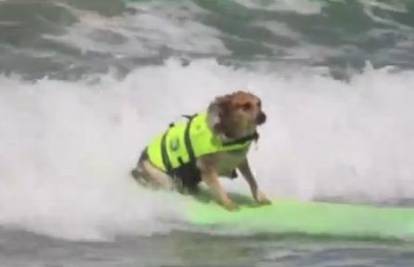 Super natjecanje: Psi se natječu u surfanju na dasci