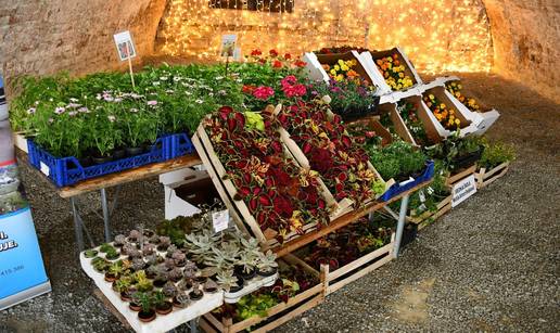 FOTO Sve je šareno i veselo! Brođane čeka sajam cvijeća