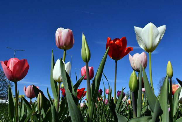 Slavonski Brod: Šarene cvjetne gredice rascvjetalih tulipana svojom ljepotom krase gradske parkove