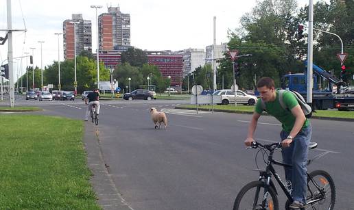 Potjera po Zagrebu: Uhapsili su ovna pred Poreznom upravom