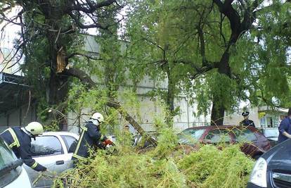 Zagreb: Vjetar otkinuo i srušio granu na dva auta