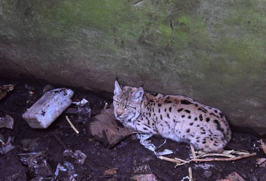 VIDEO SPAŠAVANJA Risovica je pala u rupu od tri i pol metra. Spasili su je i nazvali Marta