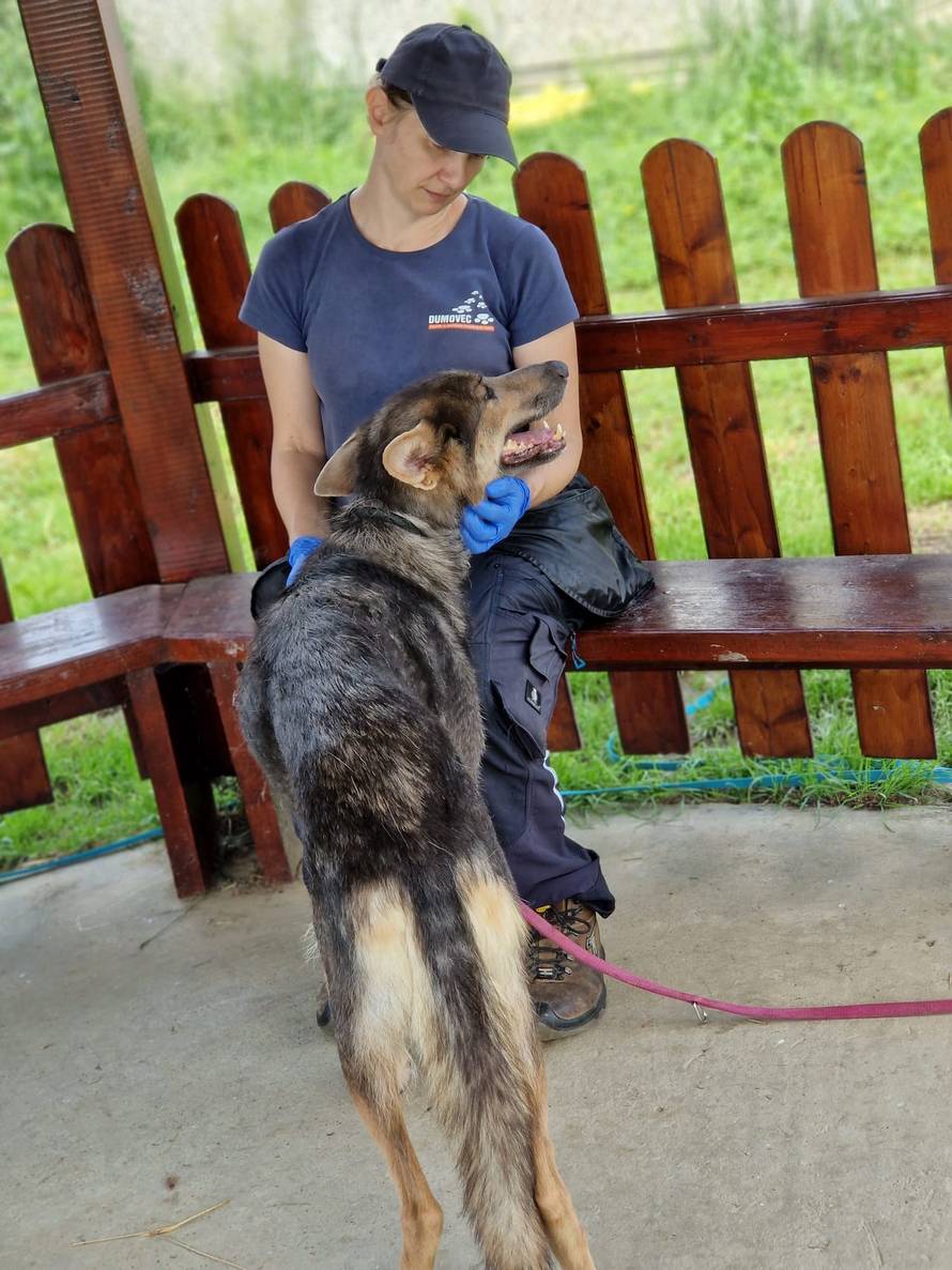 Traži se privremeni dom za oduzetu kujicu i štene iz Splita: 'Treba im samo dobar čovjek'